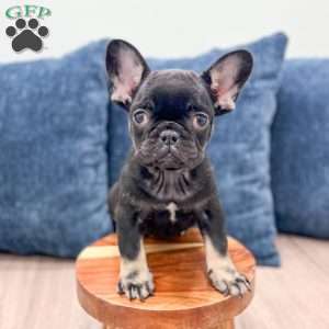 Bella, French Bulldog Puppy