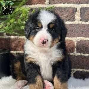 Bentley, Bernese Mountain Dog Puppy