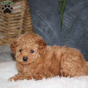Tasha, Maltipoo Puppy