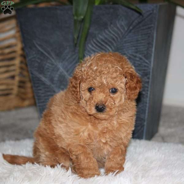 Tasha, Maltipoo Puppy