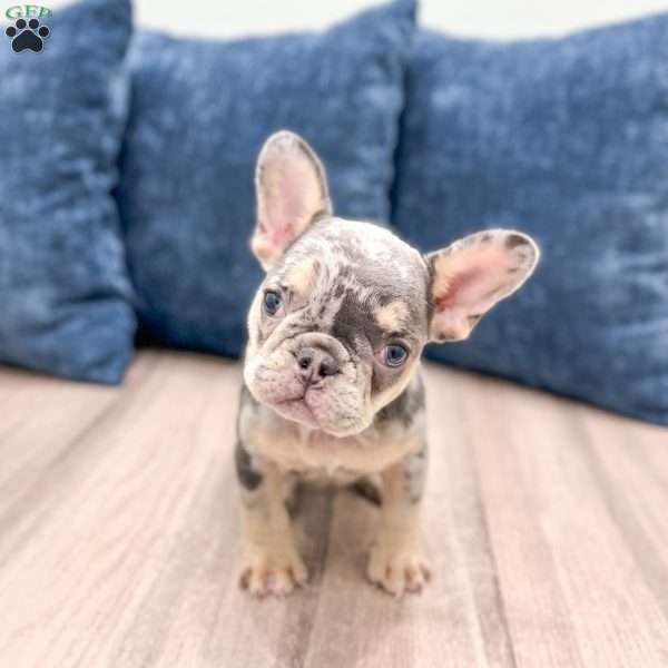 Gracie, French Bulldog Puppy