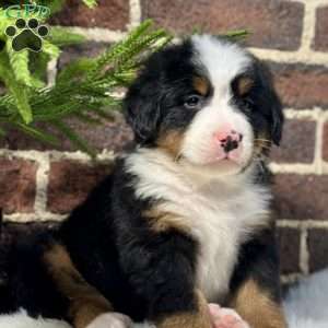 Bentley, Bernese Mountain Dog Puppy