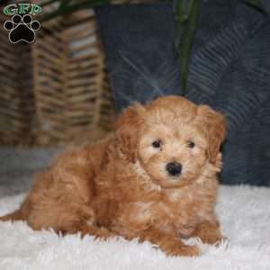 Theo, Maltipoo Puppy