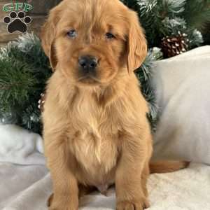 Jack, Golden Retriever Puppy