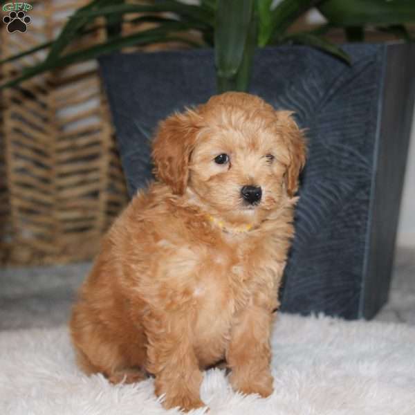 Theo, Maltipoo Puppy