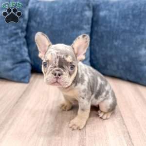Gracie, French Bulldog Puppy