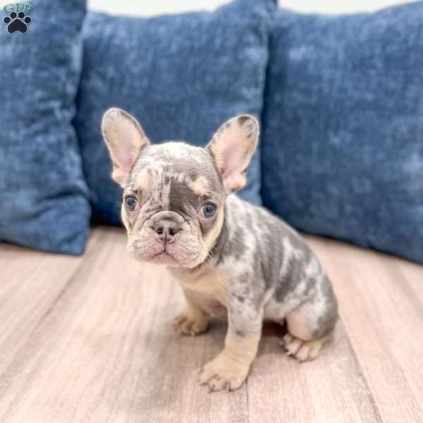 Gracie, French Bulldog Puppy