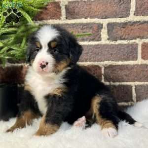 Bentley, Bernese Mountain Dog Puppy