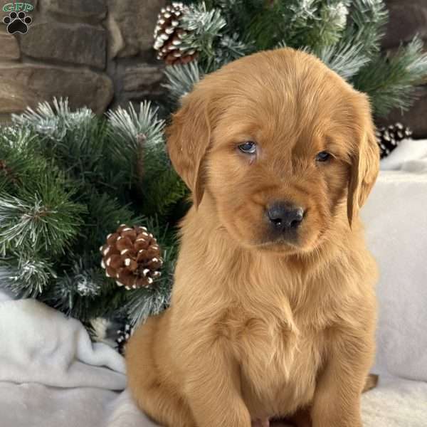Jack, Golden Retriever Puppy