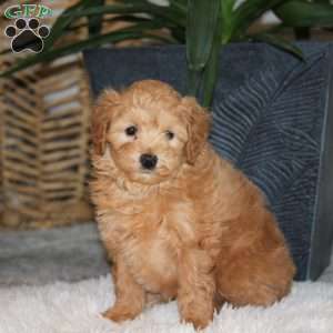 Theo, Maltipoo Puppy