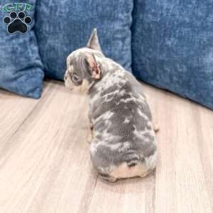 Gracie, French Bulldog Puppy