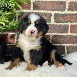 Bentley, Bernese Mountain Dog Puppy