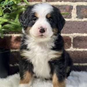 Bruno, Bernese Mountain Dog Puppy