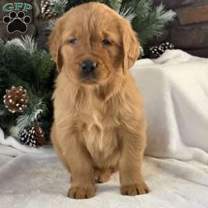 Jack, Golden Retriever Puppy