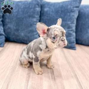 Gracie, French Bulldog Puppy