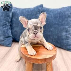 Gracie, French Bulldog Puppy