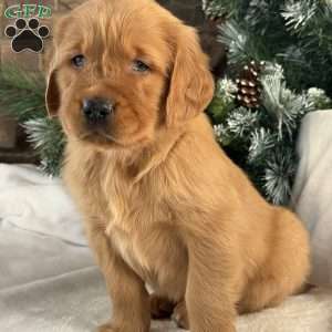 Jack, Golden Retriever Puppy