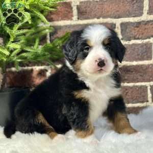 Bruno, Bernese Mountain Dog Puppy