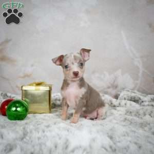 Max, Chihuahua Puppy