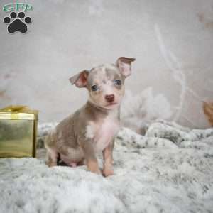 Max, Chihuahua Puppy