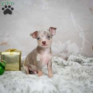 Max, Chihuahua Puppy