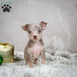 Max, Chihuahua Puppy