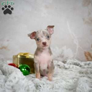 Max, Chihuahua Puppy