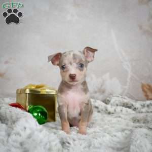 Max, Chihuahua Puppy