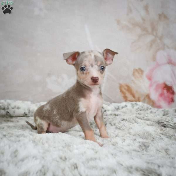 Max, Chihuahua Puppy