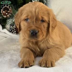 Jack, Golden Retriever Puppy