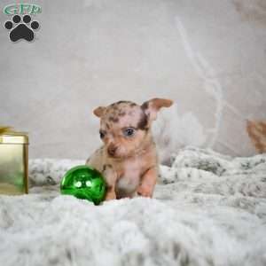 Manny, Chihuahua Puppy