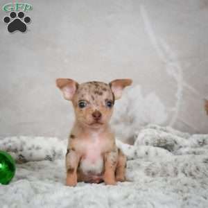 Manny, Chihuahua Puppy