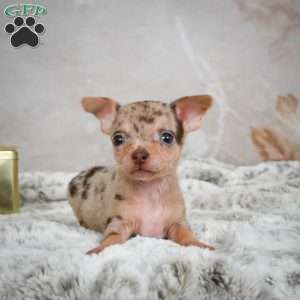 Manny, Chihuahua Puppy