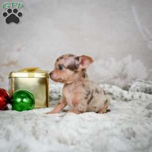 Manny, Chihuahua Puppy