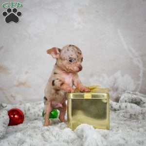 Manny, Chihuahua Puppy