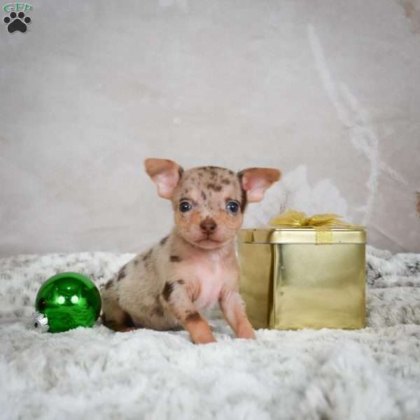 Manny, Chihuahua Puppy