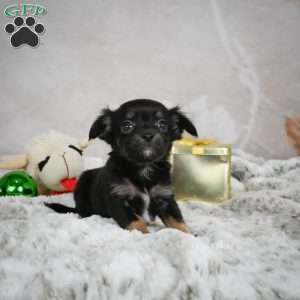 Buddy, Chihuahua Puppy