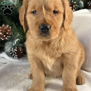Charlie, Golden Retriever Puppy