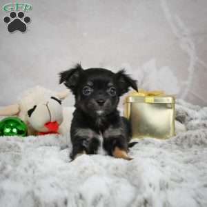 Buddy, Chihuahua Puppy