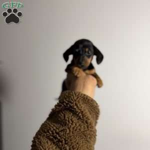 Poppy, Dachshund Puppy