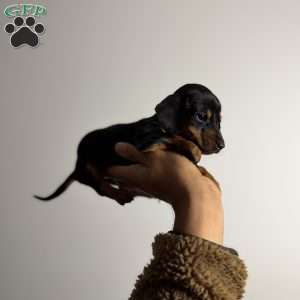 Poppy, Dachshund Puppy