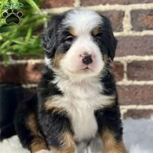 Bruno, Bernese Mountain Dog Puppy