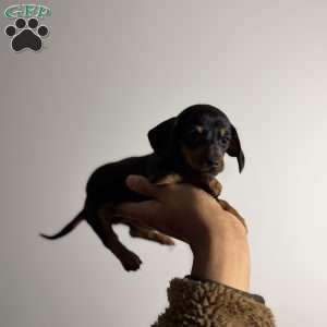Poppy, Dachshund Puppy