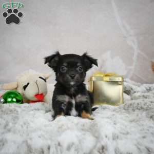 Buddy, Chihuahua Puppy