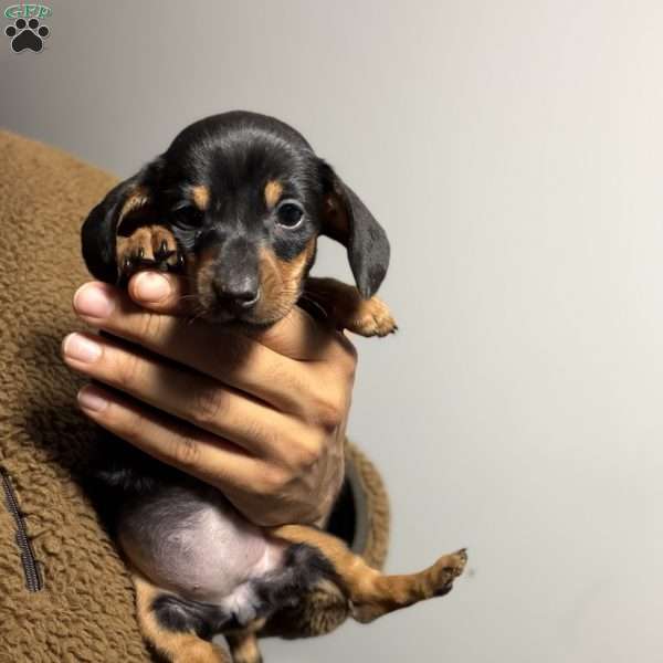 Poppy, Dachshund Puppy
