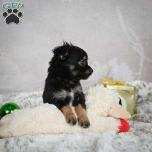 Buddy, Chihuahua Puppy