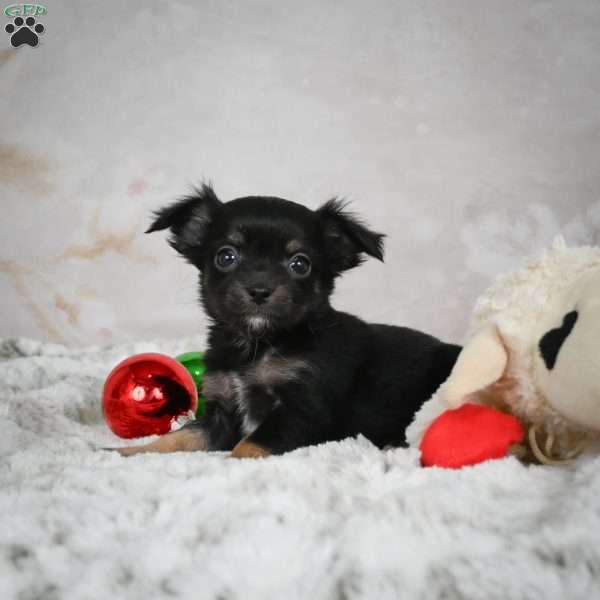 Buddy, Chihuahua Puppy