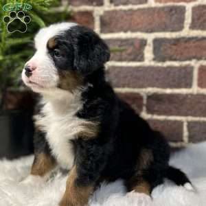 Bruno, Bernese Mountain Dog Puppy