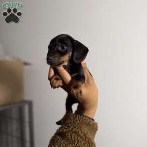 Poppy, Dachshund Puppy
