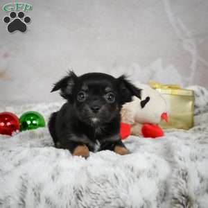 Buddy, Chihuahua Puppy